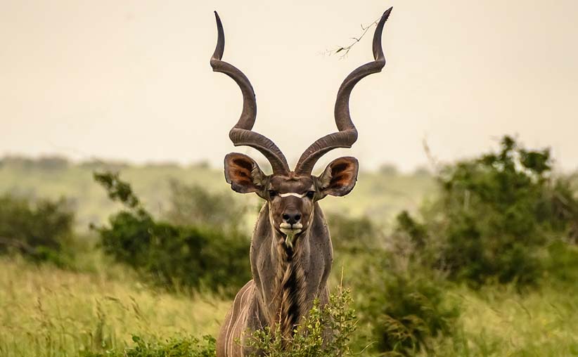 african safari hunt animals