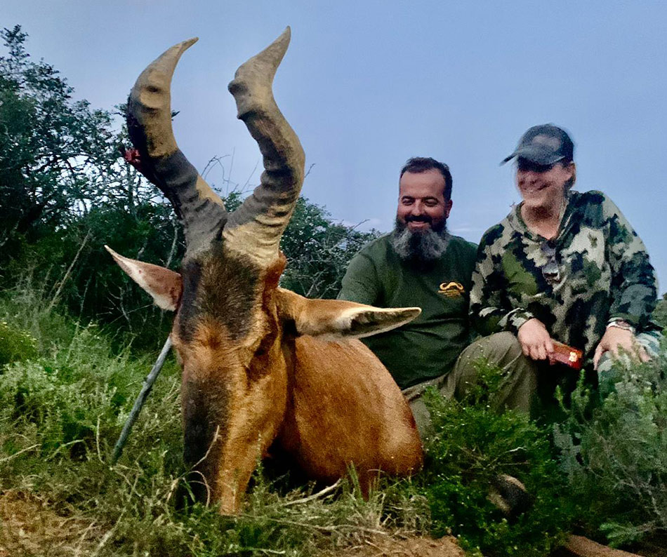 Red Hartebeest