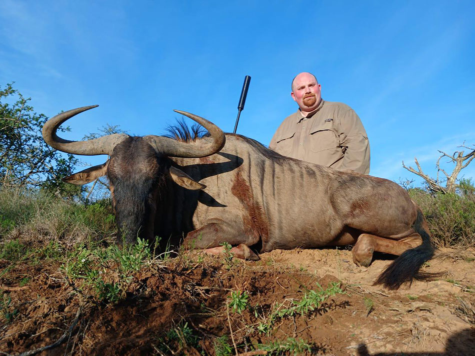 Blue Wildebeest